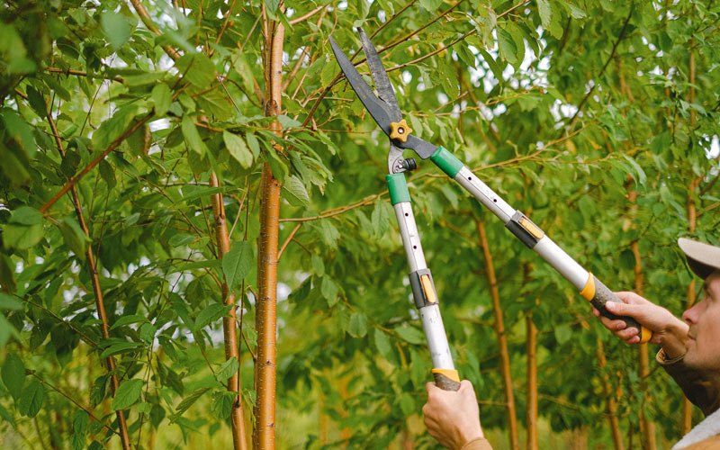 Tree trimming in Paoli, IN